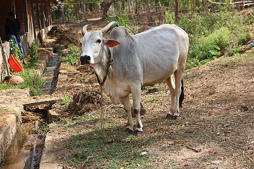 Krishna Valley